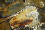Colorful, Hubbard Basin Petrified Wood Slab #141102-1
